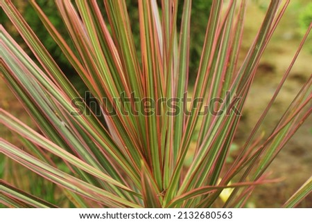 Dracaena draco, the Canary Islands dragon tree or drago, is a subtropical tree in the genus Dracaena, on green leaf background, blurring, selective focus, macro photography Royalty-Free Stock Photo #2132680563