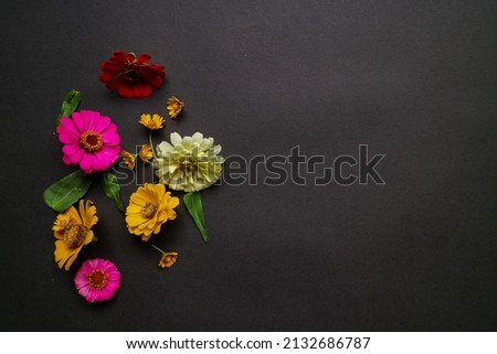Colorful zinnia flower in flat lay arrangement on black background isolated. Flat lay, top view, empty space for copied text.