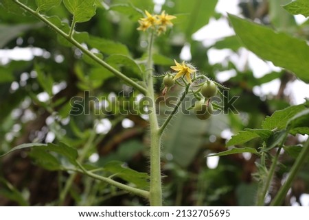 tomato is edible berry of the plant Solanum lycopersicum, commonly known as a tomato plant. yellow colour tomato flower. small tomatoes, green tomato.
