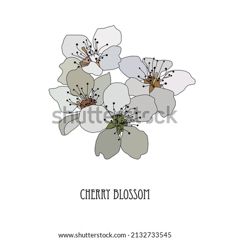 Decorative hand drawn sakura, cherry blossom flowers, design elements. Can be used for cards, invitations, banners, posters, print design. Floral background in line art style