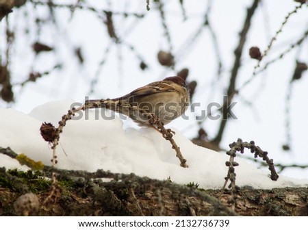 A cute little sparrow sitting on a larch branchlet. Cloudy winter day. Royalty-Free Stock Photo #2132736739