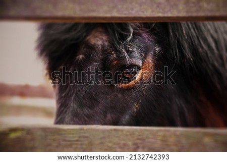 Close up picture of the eye of very sad horse behind a fence.