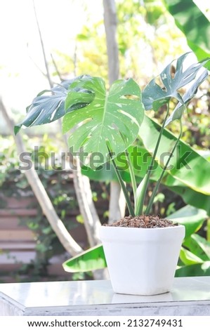 monstera thai constellation or Monstera, Herricane plant or Swiss cheese plant Royalty-Free Stock Photo #2132749431