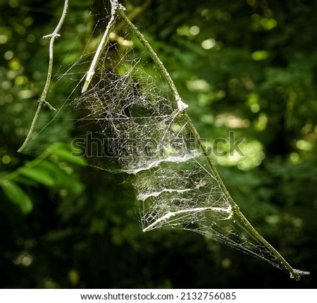 Wet spider web on a branch at the sun with a green background