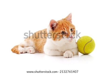 Cat with a tennis ball on a white background.