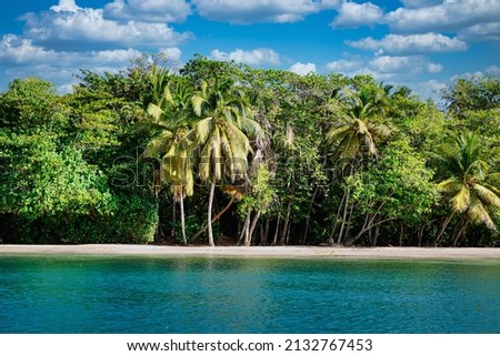 A view of a beach on St. Vincent with palm trees in the Caribbean