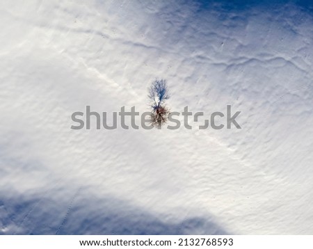 Lonely tree at the top of a snowy mountain