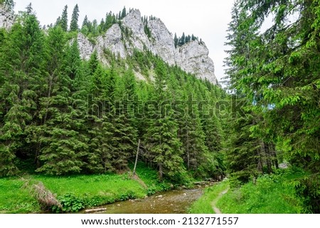 Scenic view from Zanoagei Gorges (Cheile Zanoagei)  in the natural park from Bucegi Mountains (Muntii Bucegi) in Romania in a sunny summer day with white clouds Royalty-Free Stock Photo #2132771557