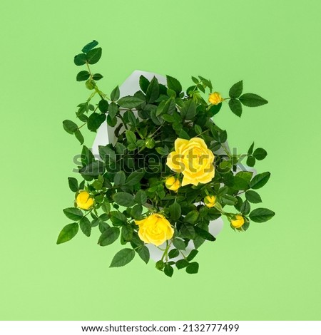 Top view on a beautiful small bush of yellow roses in a pot isolated on a light green background. Home plants and gardening concept. High quality photo