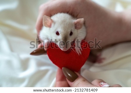 Little white rat in a female hand with manicure. On a light background. Nearby lies a red heart. Valentine's day concept, cute picture.