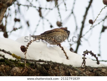 A cute little sparrow sitting on a larch branchlet. Cloudy winter day. Royalty-Free Stock Photo #2132791839