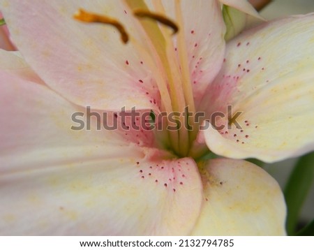 Close up picture showing the pollen inside of a pink tiger lily