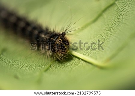 Close up of fuzzy caterpillar on green leaf 