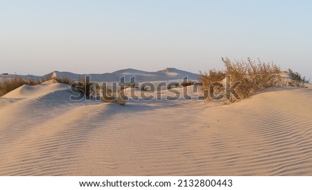 Doha, Qatar- March 11,2022 : plants grown on top small dune mountains at sealine . Royalty-Free Stock Photo #2132800443