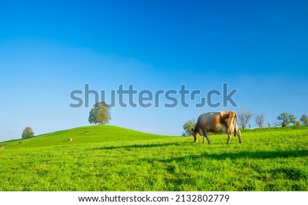 A cow in a pasture on a sunny day. Agriculture in Switzerland. Photo in high resolution.