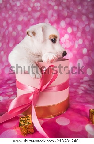 Jack russel terrier puppy in a pink present box