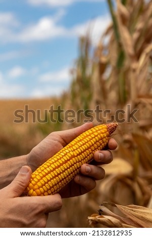 Hand holding yellow corn cob with blue sky on the background over corn field. Vertical, text space, insurance concept. Royalty-Free Stock Photo #2132812935