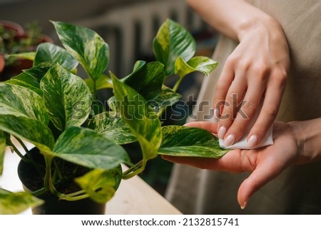Close-up high-angle view of unrecognizable female florist in apron removing dust from green foliage of plants in floral shop. Closeup young woman taking care of houseplants at home, dusting flowers. Royalty-Free Stock Photo #2132815741