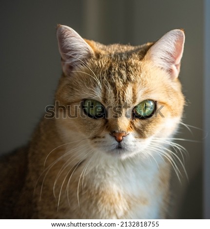 portrait of a red cat with green eyes, golden chinchilla tartan breed