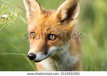 Cute Young Red Fox Close Up in A Soft Green Natural Background