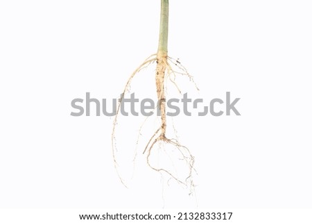 many branched tree roots on a white background
