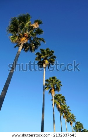  low angle view of tropical palm trees and blue sky                    