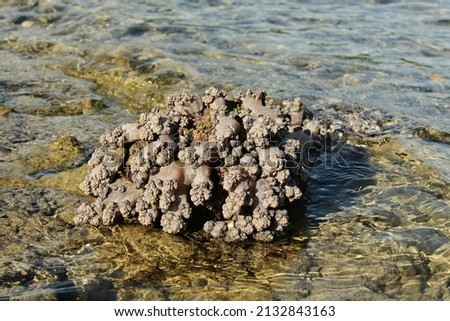 Goniopora, often called flowerpot coral, is a genus of colonial rock coral found in lagoons and murky water conditions