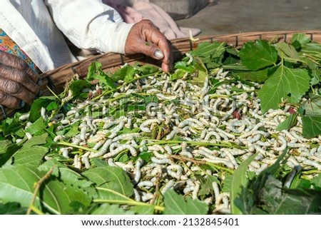 The silkworm is the larva or caterpillar of the domestic silkmoth, Bombyx mori. It is an economically important insect, being a primary producer of silk, Thailand. Royalty-Free Stock Photo #2132845401