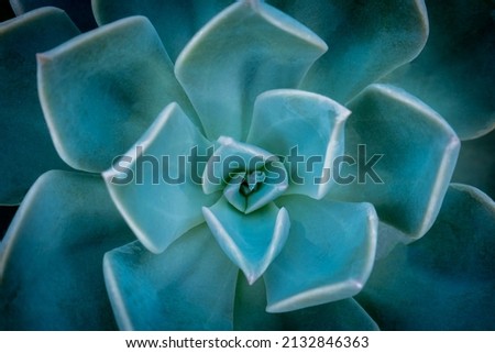 Close up of a teal cactus. Teal cactus leaves. Cactus plant pattern wallpaper. Succulent plant patterns. Details of succulent leaves. Succulent bloom. top view photo