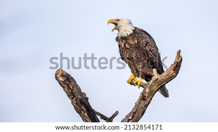 A low angle shot of an eagle perched on the tree