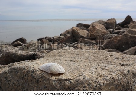 One Seashell on the rock.