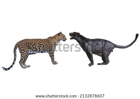 Leopard, Panther. Panthera pardus isolated on white background