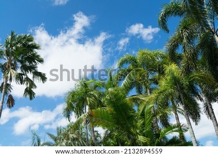 Foxtail Palm and betel palm tree for decorated at landscape of the garden or park and cloud and blue sky background on morning day.