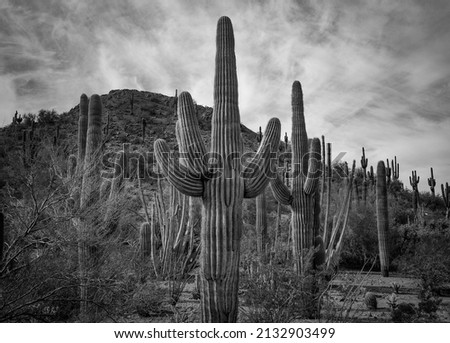 saguaro cactus in Phoenix Arizona Royalty-Free Stock Photo #2132903499