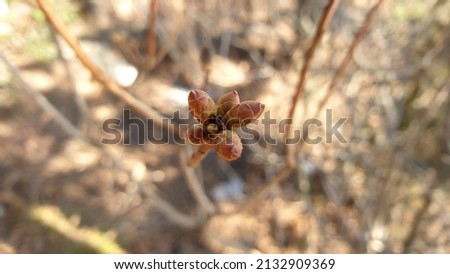 Close up of a light brown color 'Rhododendron mucronulatum' winter bud against a bright nature background.