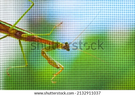 A close-up of the mantis picture (Mantis religiosa). It is hanging from the screen of the apartment. The screen is out of focus.