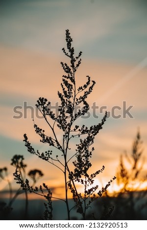 Dry grass on a sunset background with golden clouds. The beauty and romance of nature.