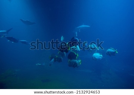 Large shark and other fishes in the deep under water, sea fish in zoo aquarium, close up Royalty-Free Stock Photo #2132924653