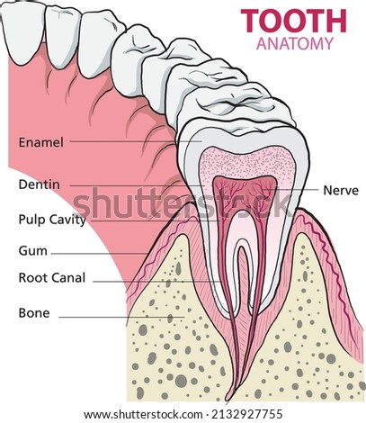 illustration of tooth anatomy infographic - vector