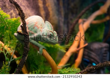 Chameleon close up. Multicolor beautiful cute chameleon reptile closeup with colorful bright skin. The concept of disguise. Exotic tropical pet. Selective focus, blurred background stock photo.