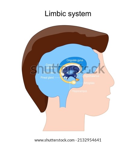 LIMBIC-SYSTEM Stock Vector Images - Avopix.com