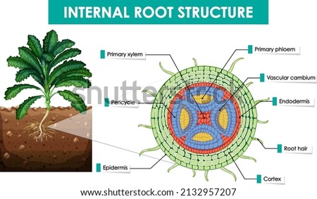 Diagram showing internal root structure illustration