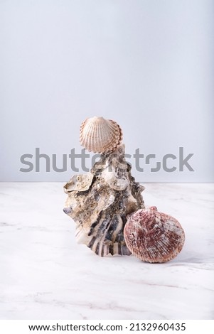 Balance composition with sea shells. Soft light, pastel blue background	
