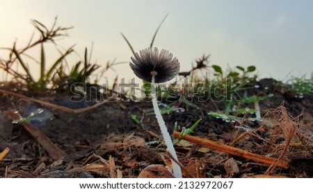 mushroom picture in a cool weather for background