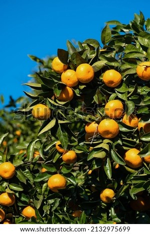Ripe bright tangerines on a tree against a blue sky on a sunny day with copy space. Beautiful citrus natural background. Vertical photo
