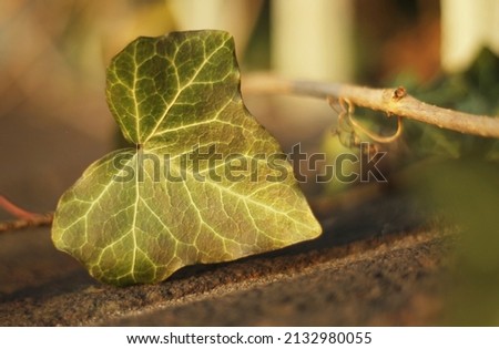 Ivy leaf laying on a stone wall. Green ivy leaf with white veins laying on a grey wall in the evening sun. Evergreen plant on a wall. A green ivy leaf -  climbing or ground-creeping woody plant. Royalty-Free Stock Photo #2132980055