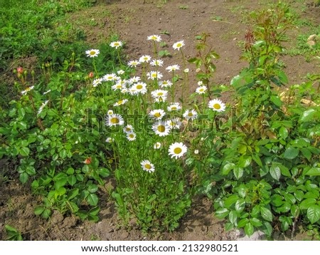 A Group of Flowering Daisies Decorated the Garden Bed with White Lights