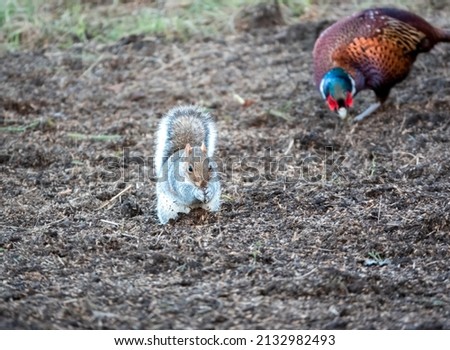close up of a cock pheasant (Phasianus colchicus) feeding beside grey squirrels (Sciurus carolinensis)