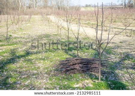 professional pruned apple tree in an orchard on a sunny february day.