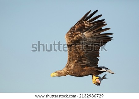 Adult white-tailed eagle, Haliaeetus albicilla, ern, erne, gray eagle, white-tailed eagle and white-tailed eagle in flight with a fish in the claws, Poland Royalty-Free Stock Photo #2132986729